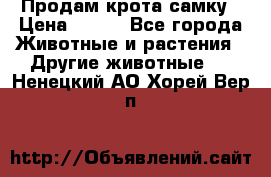 Продам крота самку › Цена ­ 200 - Все города Животные и растения » Другие животные   . Ненецкий АО,Хорей-Вер п.